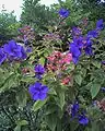 Tibouchina urvilleana