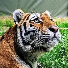 Tigre du Zoo de Granby