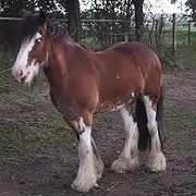 Pie sabino sur base baie.