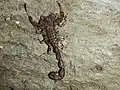 L'espèce de scorpions Tityus boconoensis.