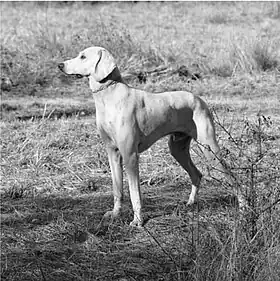 Tivoli au Rallye Gaillardet en 2023