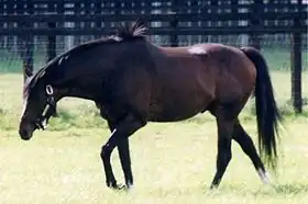 Image illustrative de l’article Tokai Teio