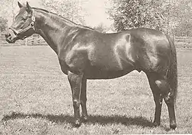 Image illustrative de l’article Tom Fool