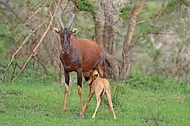 Parc national Queen Elizabeth, Ouganda (D.&nbsp;ugandae ?)