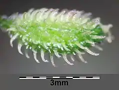 Fruit vert en gros plan chargé d'aiguillons éclaircis en leur pointe.