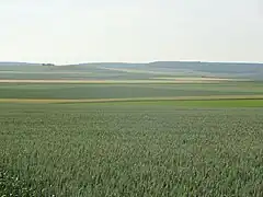 Champagne crayeuse, à Tours-sur-Marne, au centre.