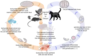 Toxoplasma : cycle de vie.