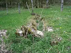 Flore de prairie humide au printemps.
