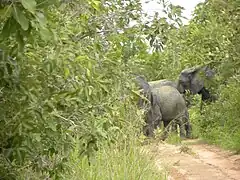 Traversée d'un troupeau d'éléphants