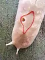 Gros plan d'un individu rose pâle avec le pneumostome ouvert et un corps étroit, tentacules entièrement étendus.