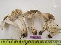  Photographie de cinq champignons récoltés et couchés sur une table blanche à proximité d'un ruban métreur. Un d'entre eux est coupé longitudinalement et laisse apercevoir sa chair blanche. Leur chapeau gris est fibrillé tout comme leur pied crème. Les lames crèmes, que l'on devine vieillies par le stockage, ne présentent pas de traces jaunes, tout comme leur pied.