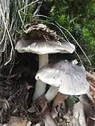  Photographie en vue latérale de deux champignons collés par leur pied poussant dans les feuilles sèches de Hêtre à proximité de la mousse. En se développant, le premier a soulevé quelques feuilles qui sont restées collées à son chapeau. Chapeaux que les champignons ont nettement fibrillé de noir, comme des cheveux partant de leur sommet