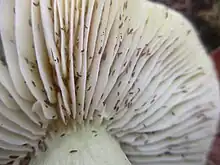  Photographie rapprochée de lames où l'on aperçoit une myriade de minuscules arthropodes noirs