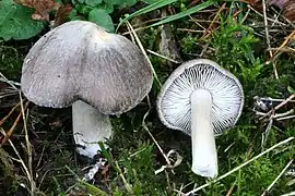 Deux Tricholoma terreum, dont un renversé, avec lesquels on peut confondre Tricholoma pardinum.