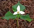 Trillium ovatum