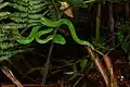 Trimeresurus gumprechti