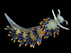 Cuthona caerulea (Tergipedidae)