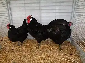 Trio de Poule d'Alsace noir