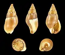 Tritia corniculum var. minor