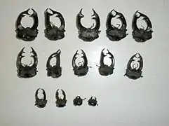 Têtes de lucanes. On voit que la taille des mandibules varie beaucoup. Les deux derniers spécimens sont des femelles, les autres sont des mâles.