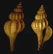 Trophonopsis muricata.