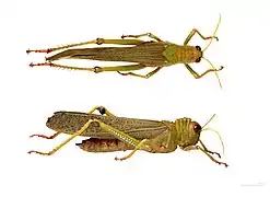 Flanc et vue dorsale  Muséum de Toulouse