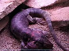 Tégu rouge ou lézard coloré (Tupinambis rufescens)