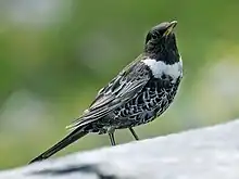 Sous-espèce T. t. alpestris, mâle