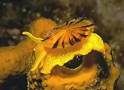 Tylodina perversa, une ombrelle (ordre des Umbraculida). Les ombrelles sont pourvues d'une coquille très simple en plaque.