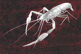 Typhlocaris ayyaloni, une Typhlocarididae