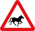 Chevaux sauvages