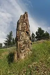Tronc pétrifié dans le Parc national de Yellowstone aux États-Unis.