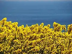 Au printemps, il produit une floraison très dense, même si des fleurs éparses sont produites du milieu de l'hiver à l'été, voire toute l'année.