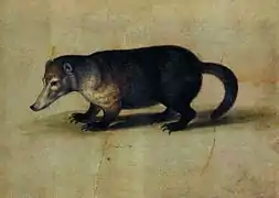 Coati de montagne (Nasuella olivacea)