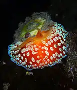 Ombrelle (Umbraculum umbraculum)