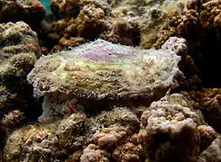 Spécimen observé à La Réunion