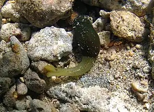 Un échiurien de la famille des Bonelliidae