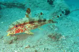 Upeneus tragula, Capucin d'herbiers ou Rouget à bande sombre