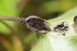 Urocystis syncocca sur Hepatica nobilis.