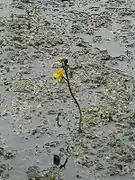 Utriculaire (Utricularia vulgaris)