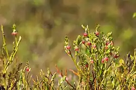 Gros plan sur des bourgeons de myrtilles.