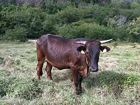 Vache de race créole.