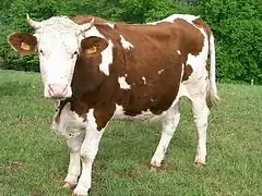 Vache montbéliarde.