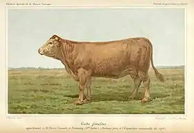 Vache primée en 1900.