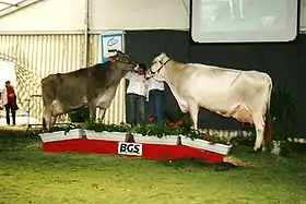 Image illustrative de l’article Brune (race bovine)