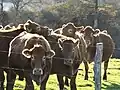 Vaches limousines (ici à Viam)
