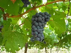 Lagoa Grande (Pernambouc)