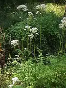 Valériane officinale (Valeriana officinalis) : plante aux propriétés médicinales bien connues.