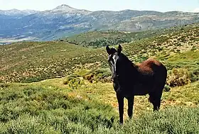 Cheval Serrano dans la Valle del Lozoya en 1979