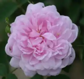 Image illustrative de l’article Van Huyssum